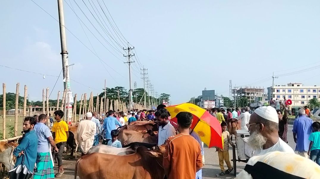 ⁣কর্ণফুলীতে সড়কে পশুর হাট, দুর্ভোগে যাত্রীরা