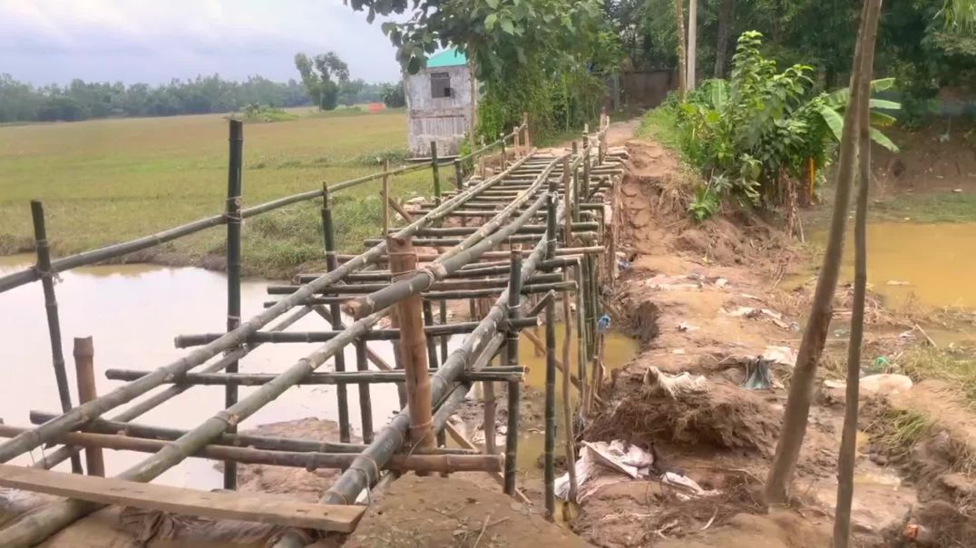 ⁣ফেনীতে বাঁধ ভাঙা, রাস্তা গায়েব—সাঁকো বানিয়ে চলছেন মানুষ ‎
